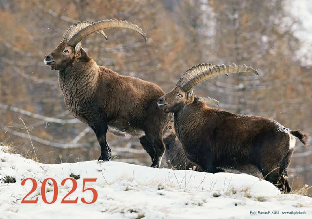 Der neue Wildtierkalender 2025 ist da!